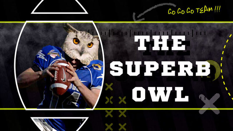 The Superb Owl